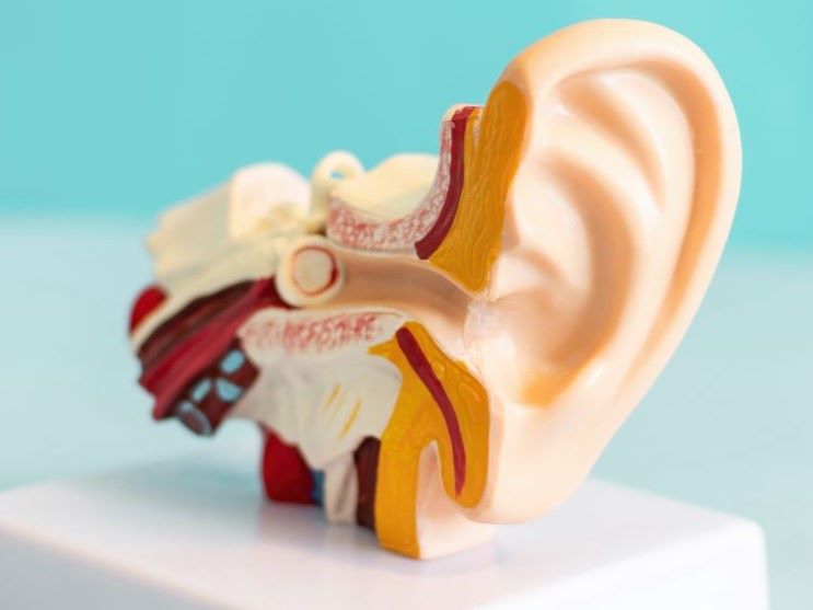 A model of the inside of the human ear